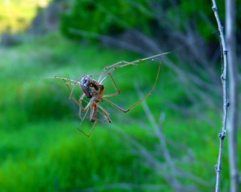 Tetragnatha sp